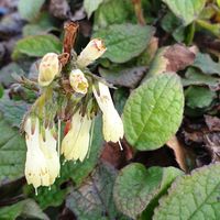 Symphytum ibericum 